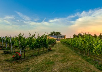 Weingut-Esterhazy-12