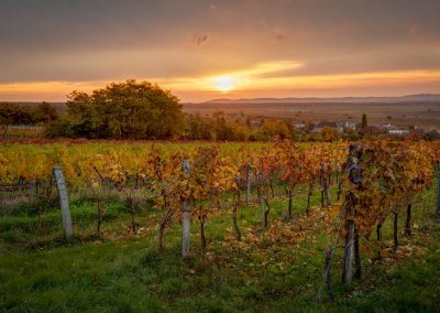 Weingut-Esterhazy-13