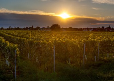 Weingut-Esterhazy-8