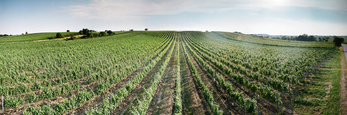 Weingut-Esterhazy-Panorama